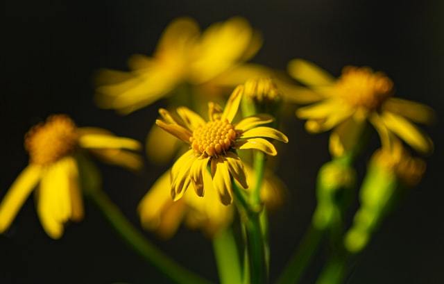 healing with arnica