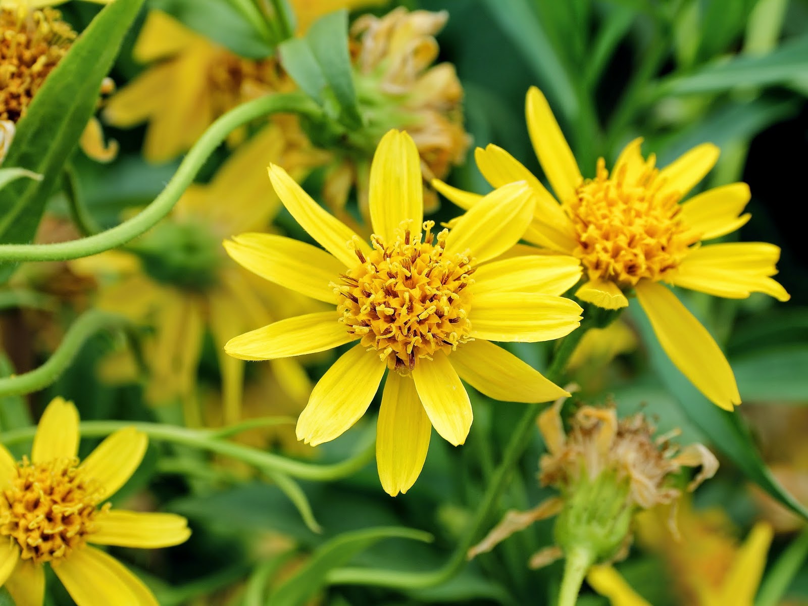 Secrets of Arnica Montana