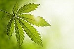 Cannabidiol (CBD) Cream for Pain: Hype of Fact?